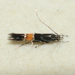 Cosmopterix