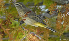 Setophaga palmarum palmarum