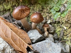 Cyclocybe erebia