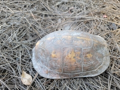 Terrapene carolina major