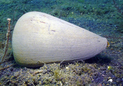 Conus betulinus