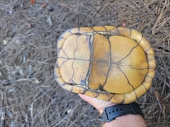 Terrapene carolina major