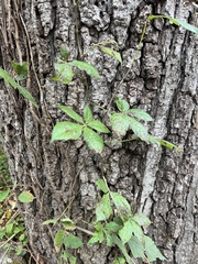 Vitis vinifera
