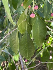 Euonymus atropurpureus