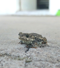 Rhinella dorbignyi