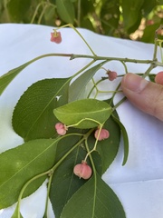 Euonymus atropurpureus