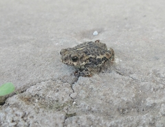 Rhinella dorbignyi