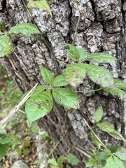 Vitis vinifera