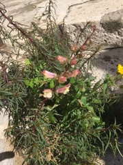 Antirrhinum siculum