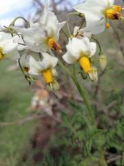 Solanum stoloniferum