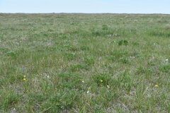 Ranunculus pedatifidus affinis