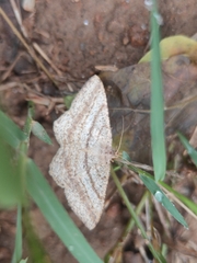 Lepidoptera
