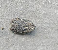 Rhinella dorbignyi