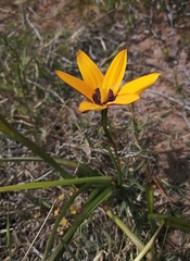 Pauridia canaliculata