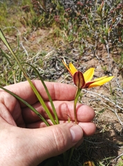 Pauridia canaliculata