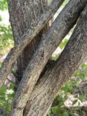 Euonymus atropurpureus
