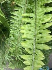 Nephrolepis exaltata