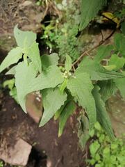 Montanoa tomentosa