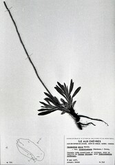 Lithospermum parviflorum