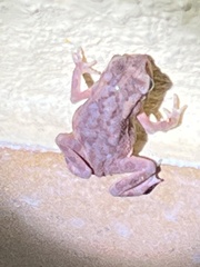 Anura