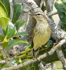Setophaga palmarum palmarum