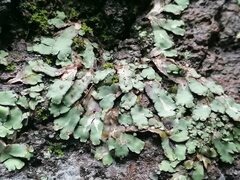 Plagiochasma rupestre