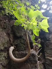 Pittocaulon praecox