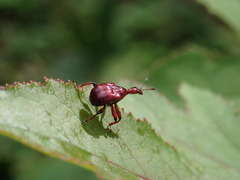 Paratrachelophorus nodicornis