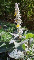 Verbascum pulverulentum