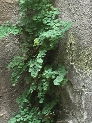 Adiantum capillus-veneris