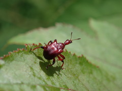 Paratrachelophorus nodicornis