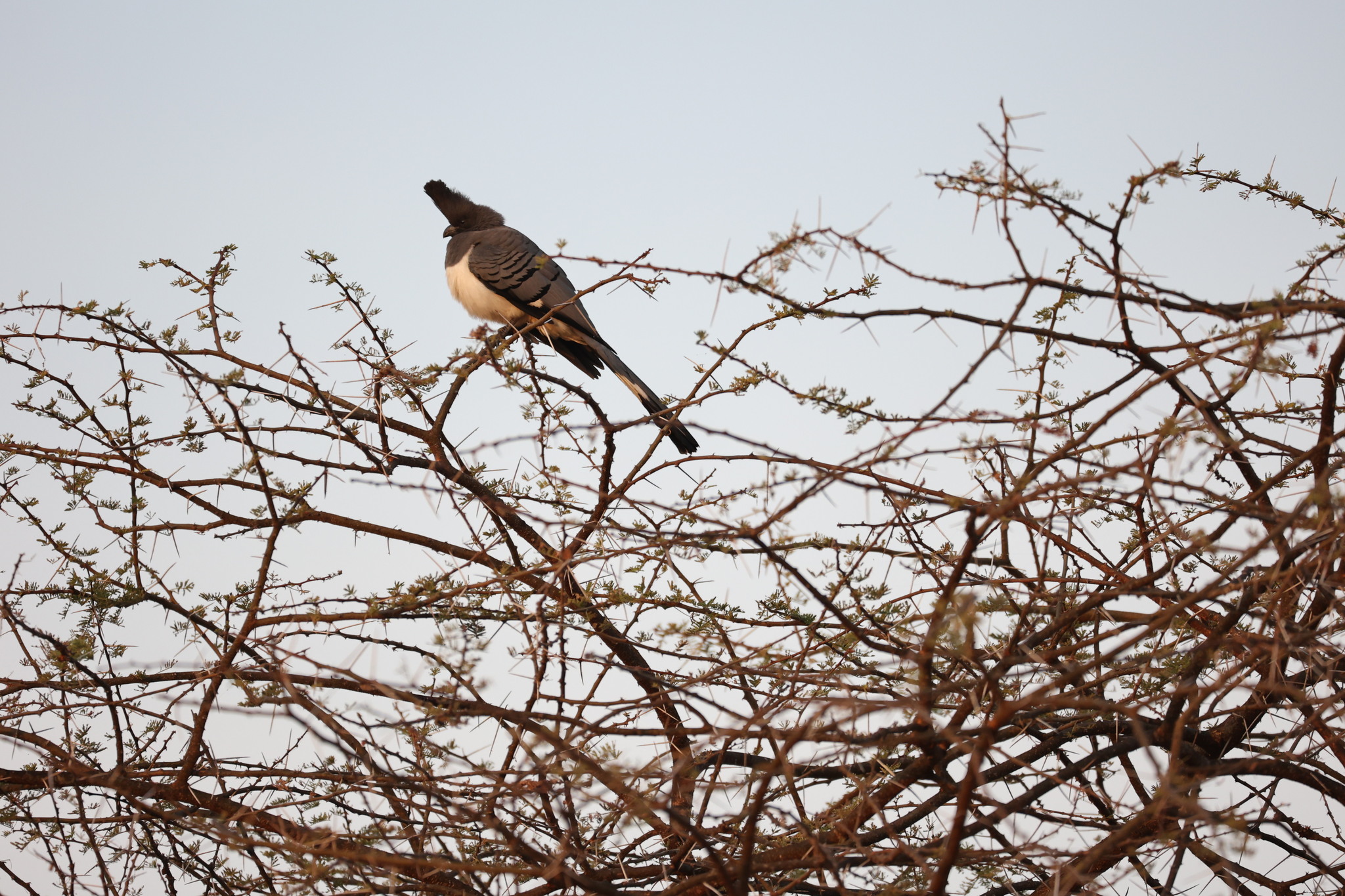 White-bellied Go-away-bird illustration