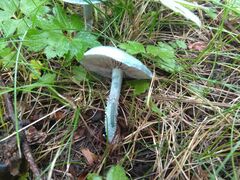 Stropharia aeruginosa
