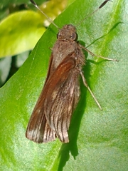 Hesperiinae