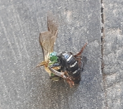 Agapostemon