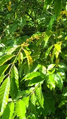 Coffea arabica