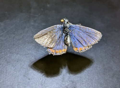 iNaturalist observation photo of Acmon Blue