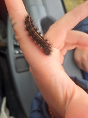 Spilosoma lubricipeda