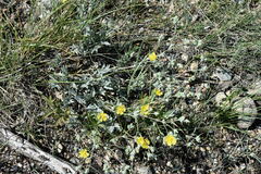 Potentilla effusa