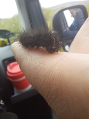 Spilosoma lubricipeda