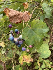 Ampelopsis glandulosa