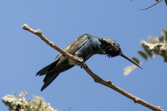 Heliomaster furcifer