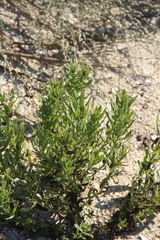 Tournefortia sibirica