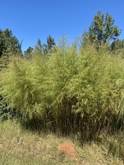 Phyllostachys aurea
