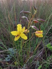 Cyanella lutea