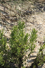 Tournefortia sibirica