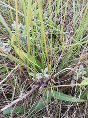 Cyanella lutea