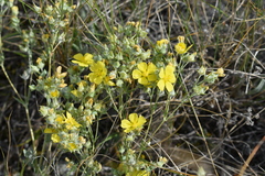 Potentilla effusa