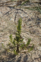 Tournefortia sibirica
