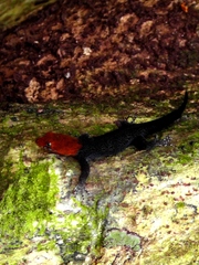 Gonatodes albogularis